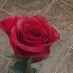 Meet your Posher, Htoo